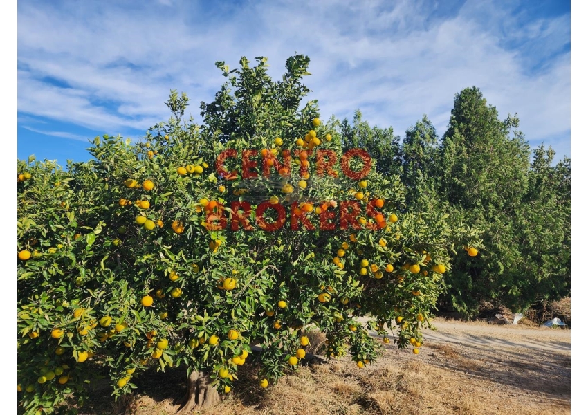 Sad z pomarańczami  w Cullera, Walencja